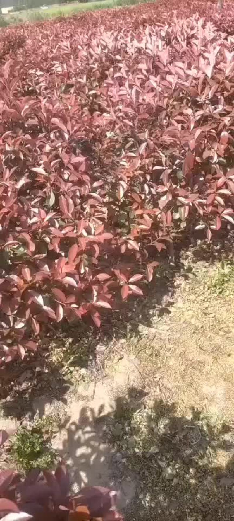 红叶石楠球，