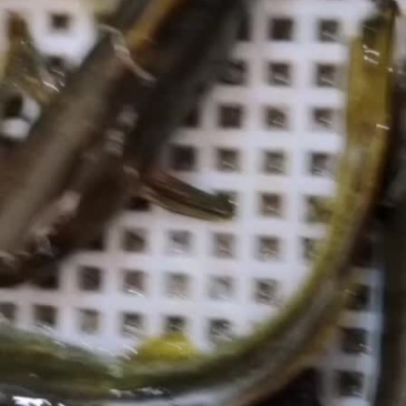 真正的纯生态，石板条江黄牛尾巴白胡子水峰