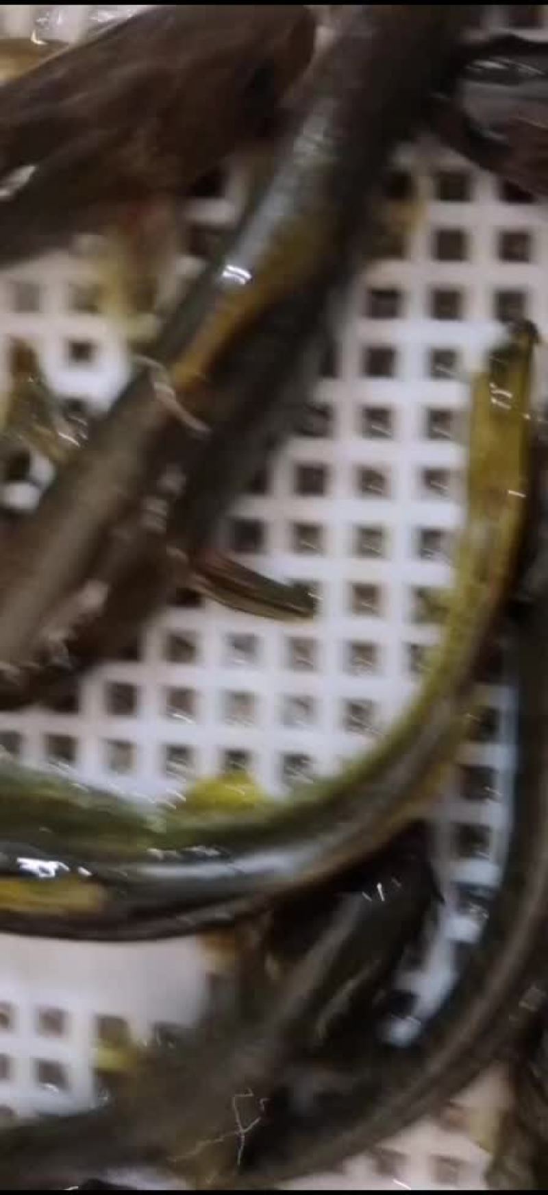 真正的纯生态，石板条江黄牛尾巴白胡子水峰