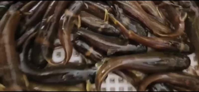 真正的纯生态，石板条江黄牛尾巴白胡子水峰