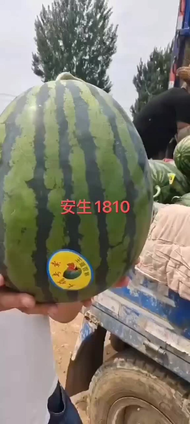 【精选】盖县甜王锦王四月末上市，需要的老板可以联系