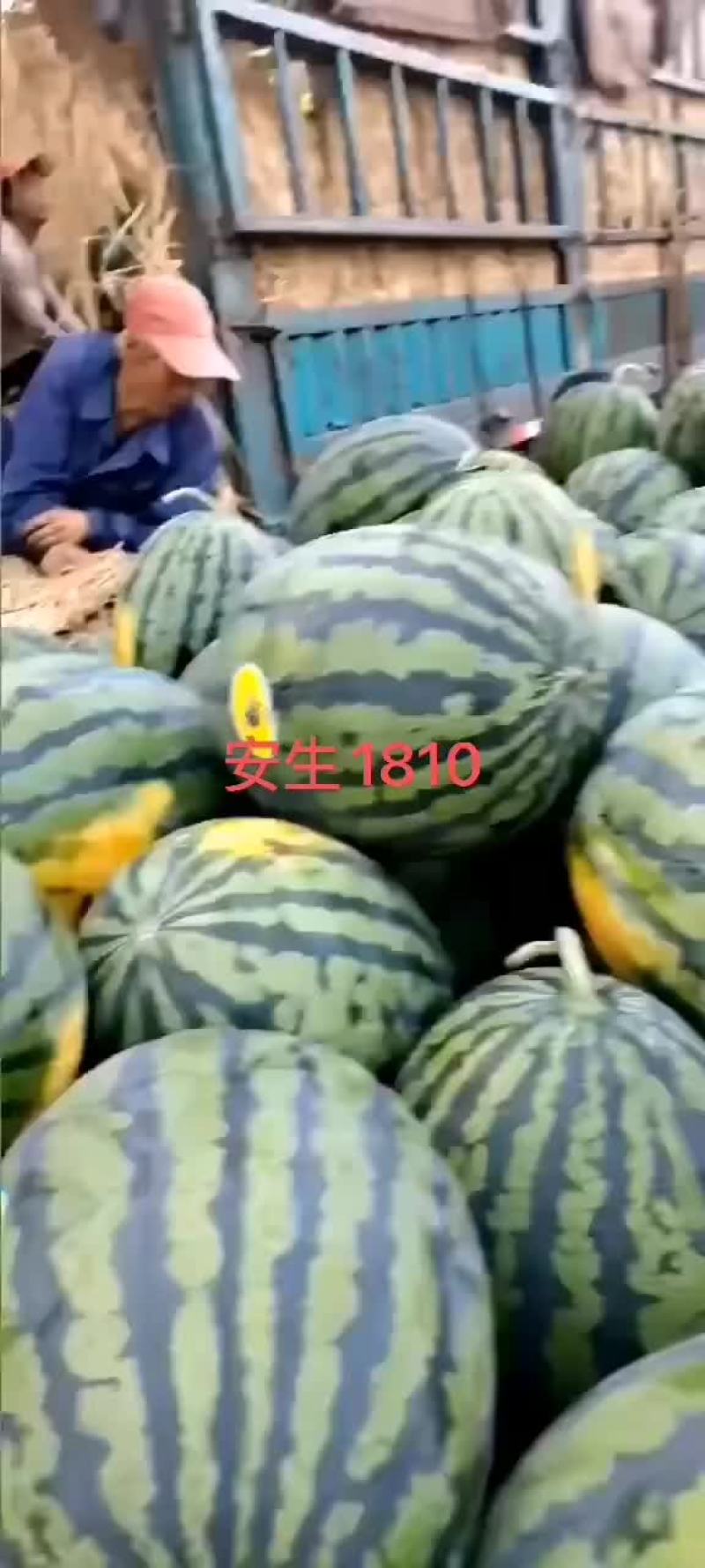 【精选】盖县甜王锦王四月末上市，需要的老板可以联系