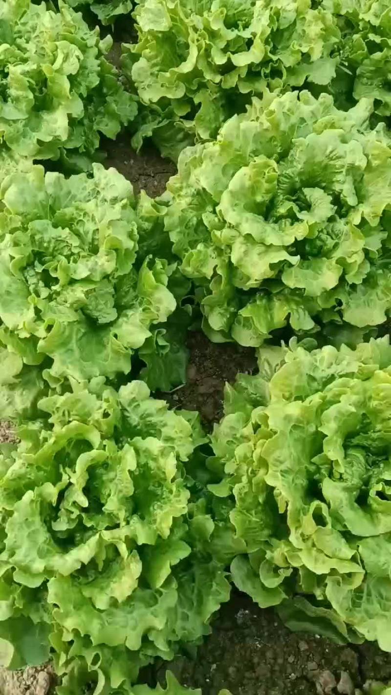 生菜