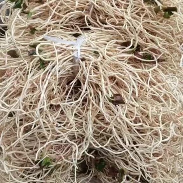 折耳根