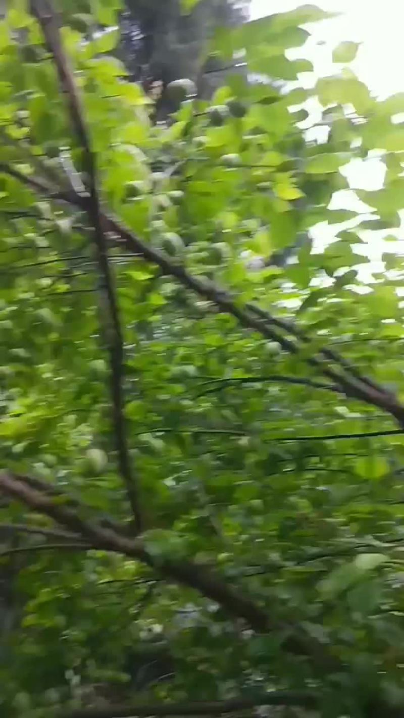 鲜乌梅果