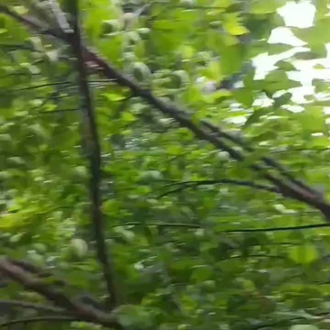 鲜乌梅果