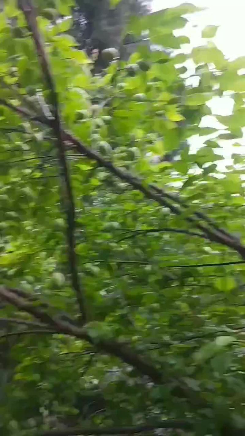 鲜乌梅果