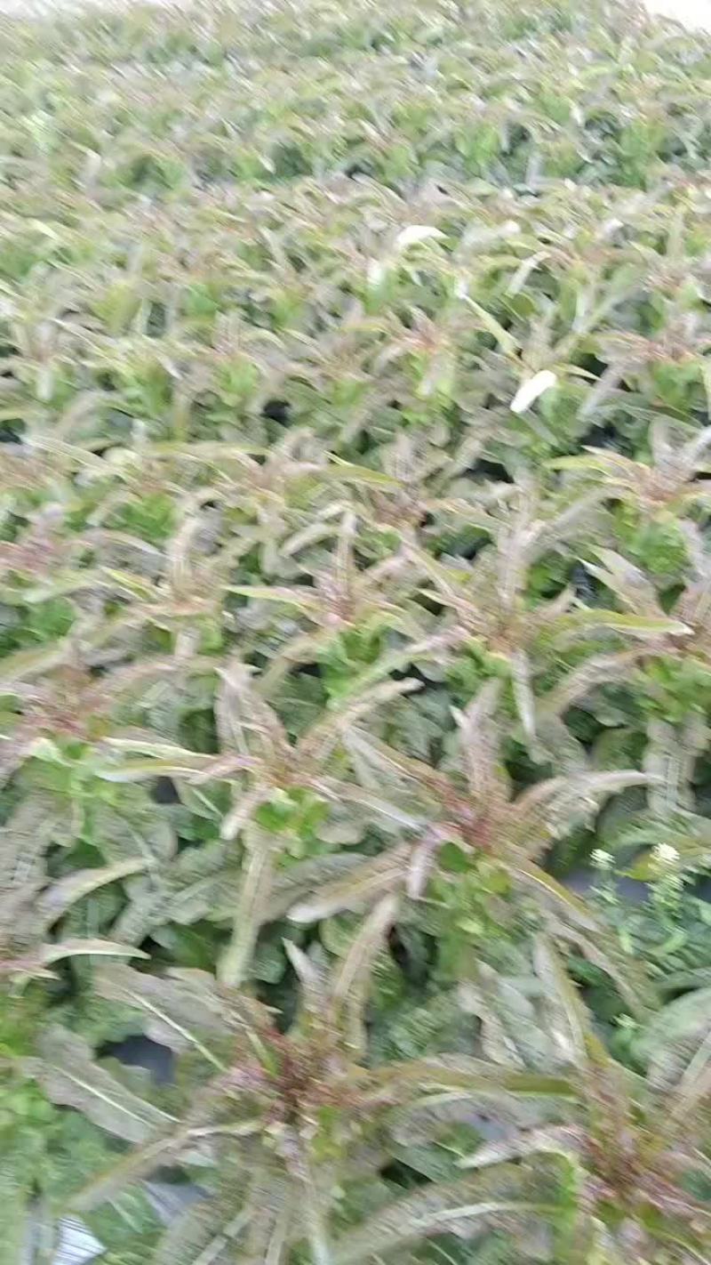 精品红尖叶莴笋