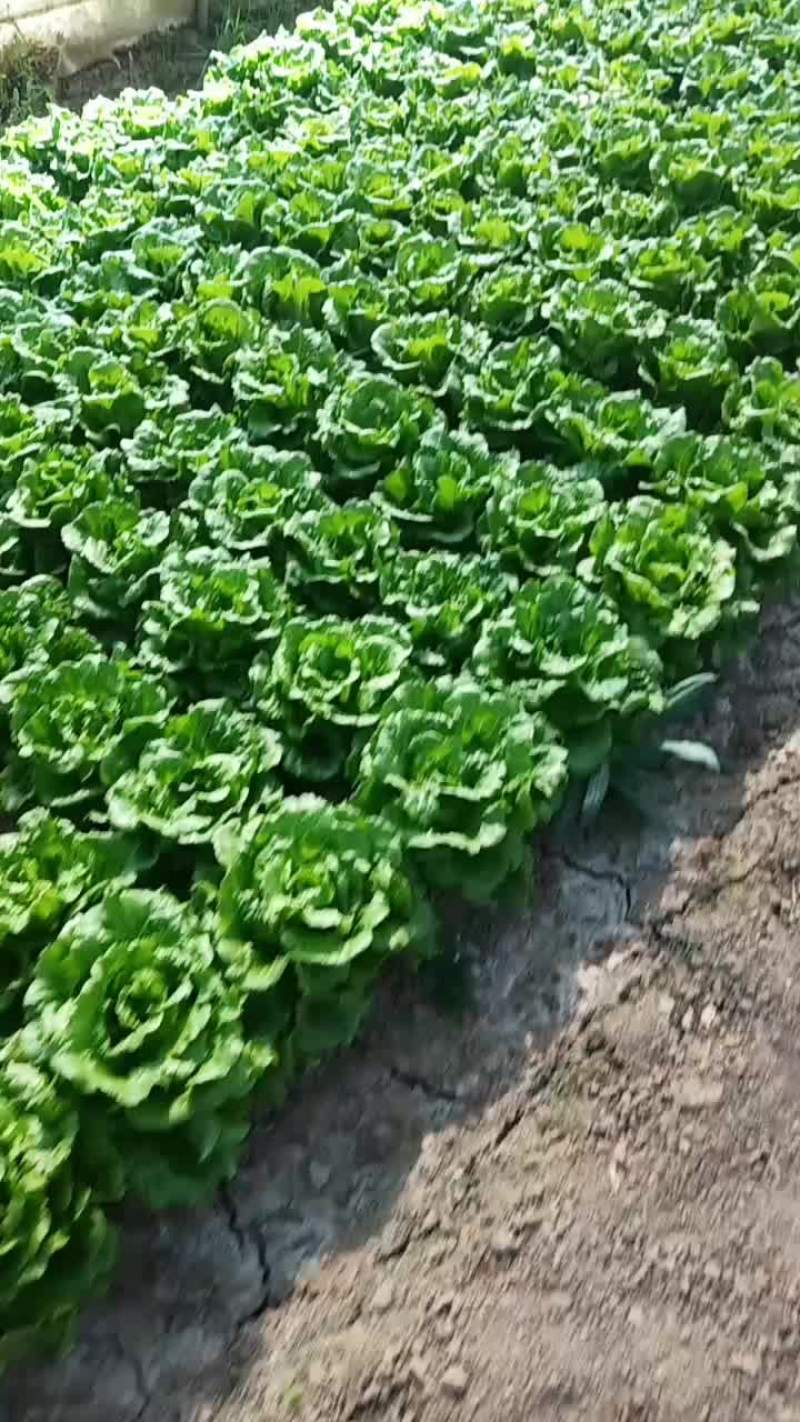 我家三种菜品了