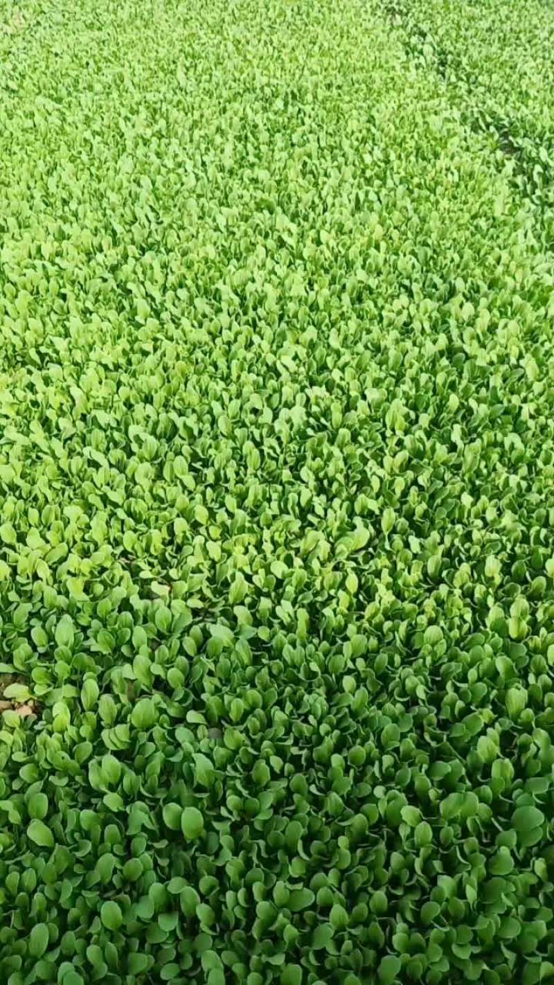 我家三种菜品了