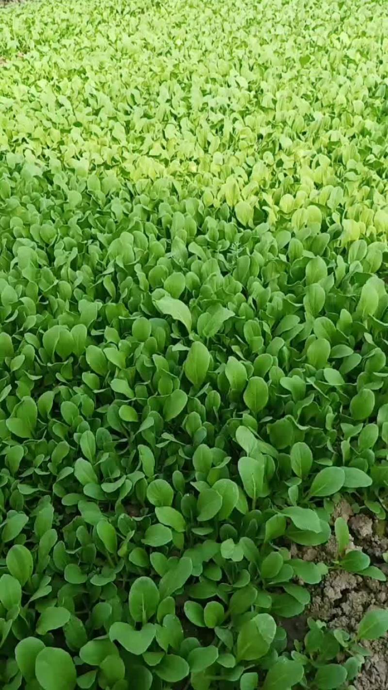 我家三种菜品了
