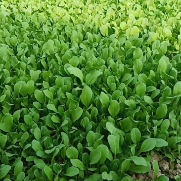 我家三种菜品了