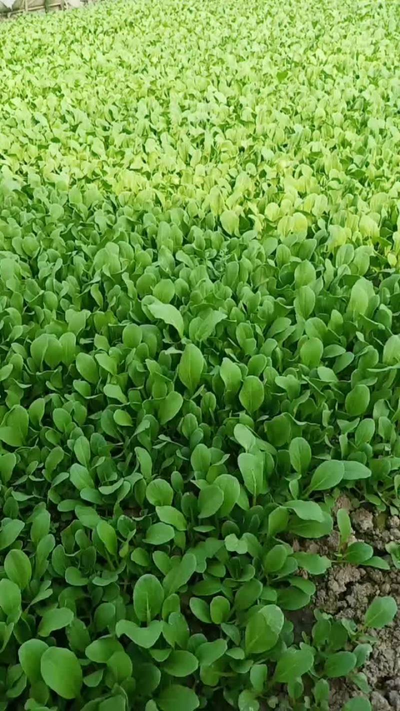 我家三种菜品了