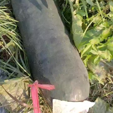 吊冬瓜