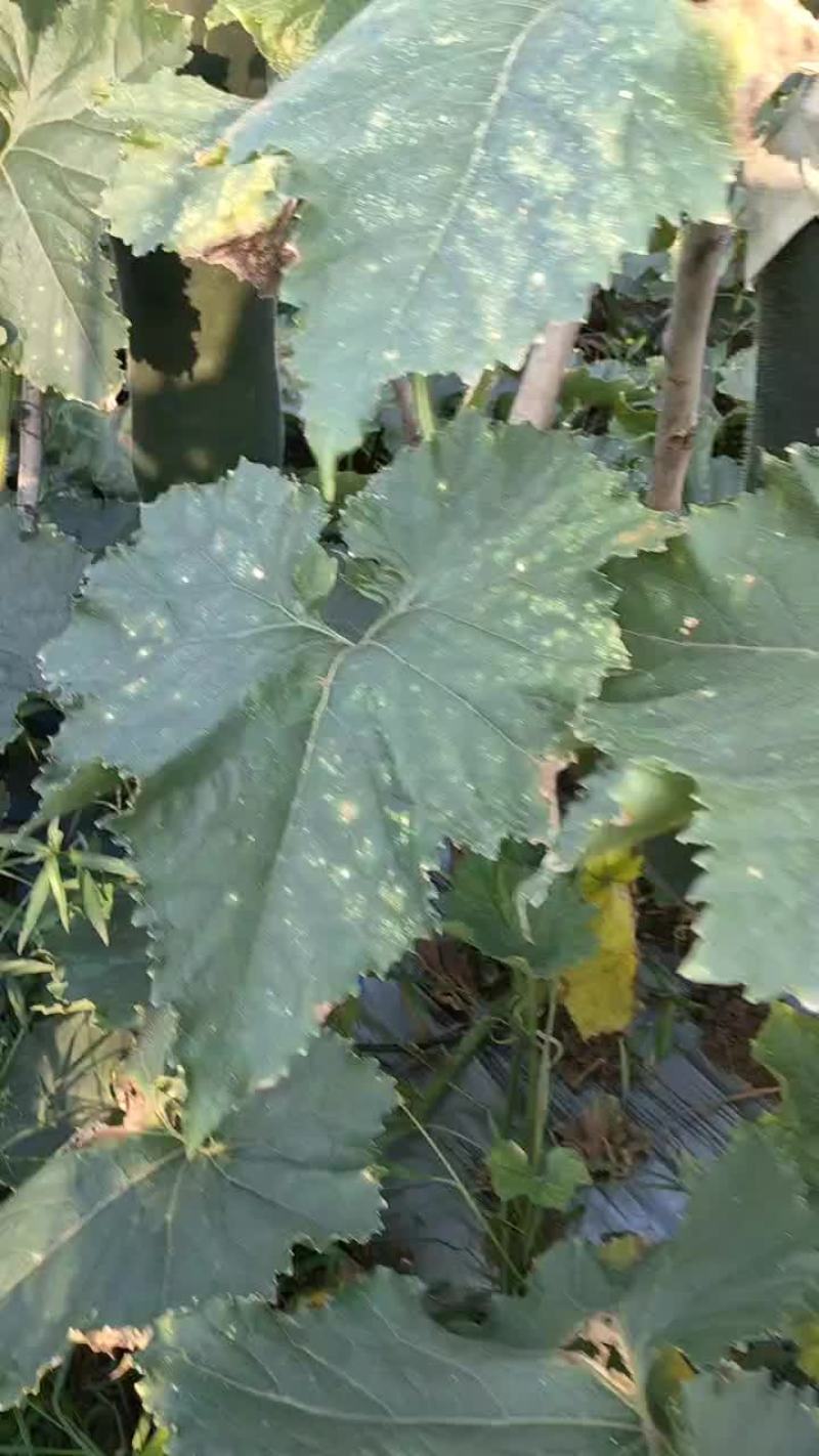 吊冬瓜