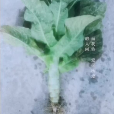 窝笋