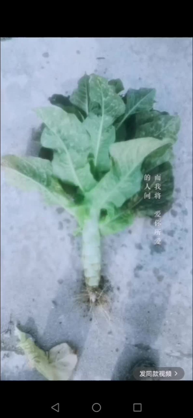 窝笋