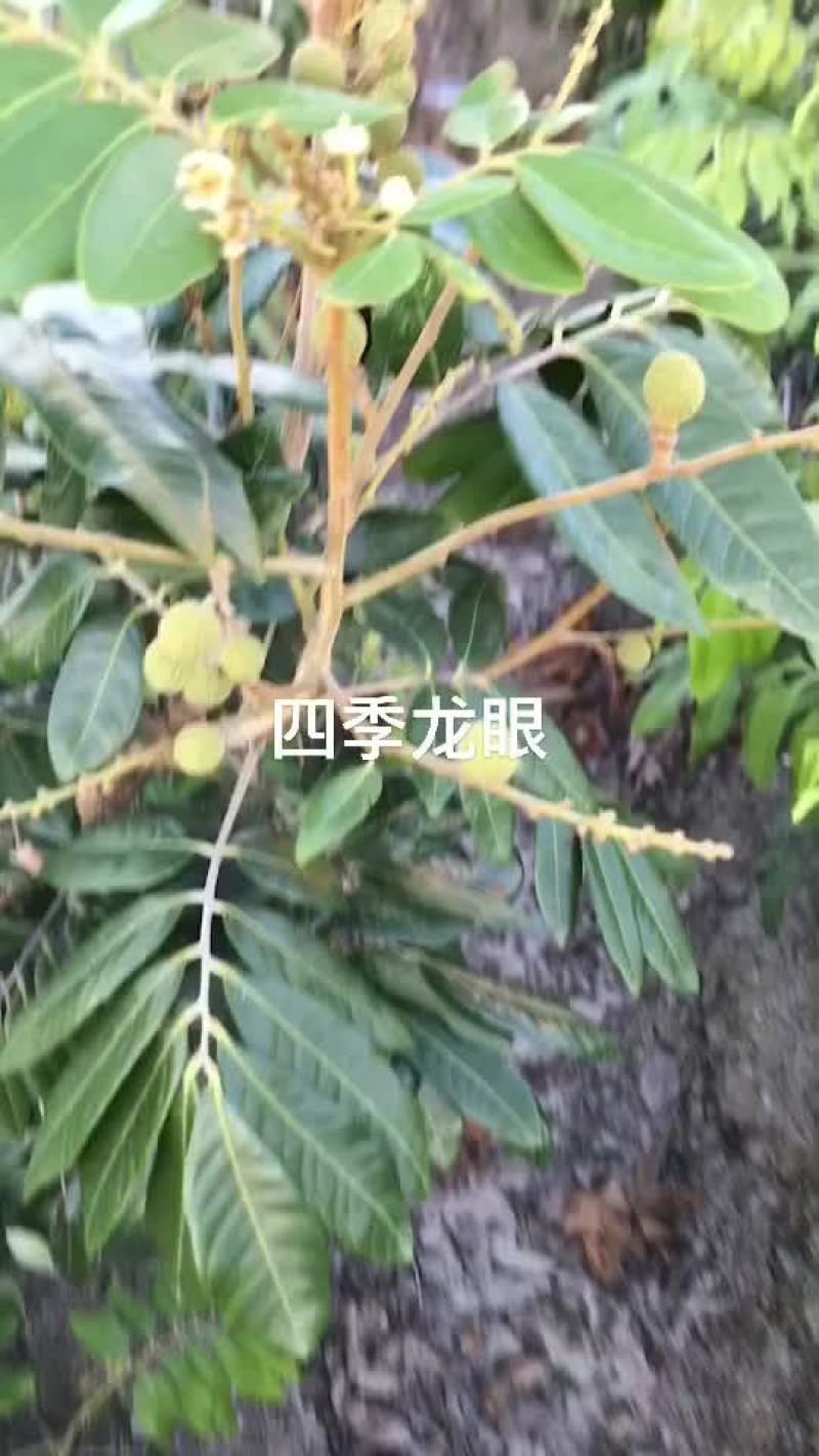 基地供应四季龙眼苗，兼备嫁接队伍