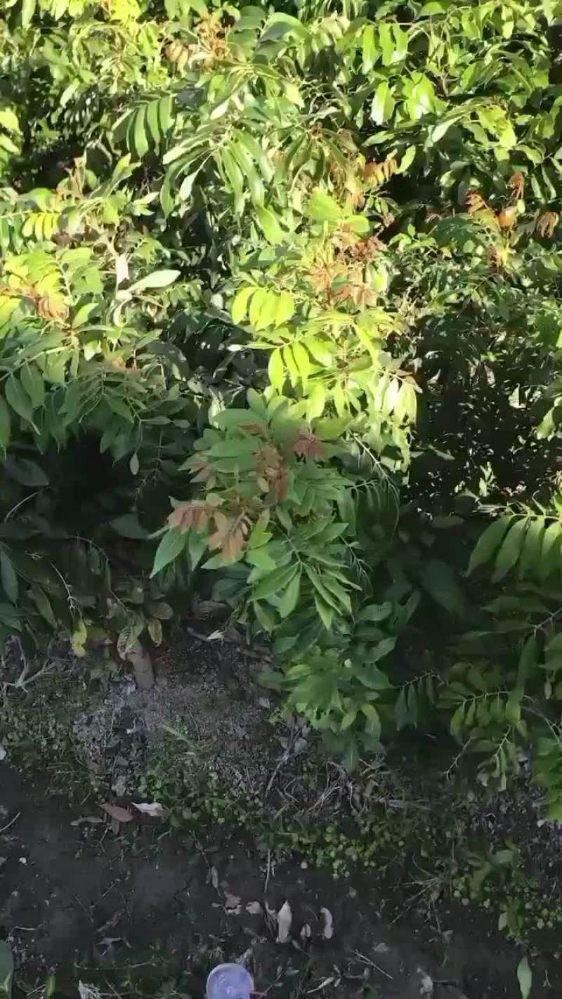 基地供应四季龙眼苗，兼备嫁接队伍