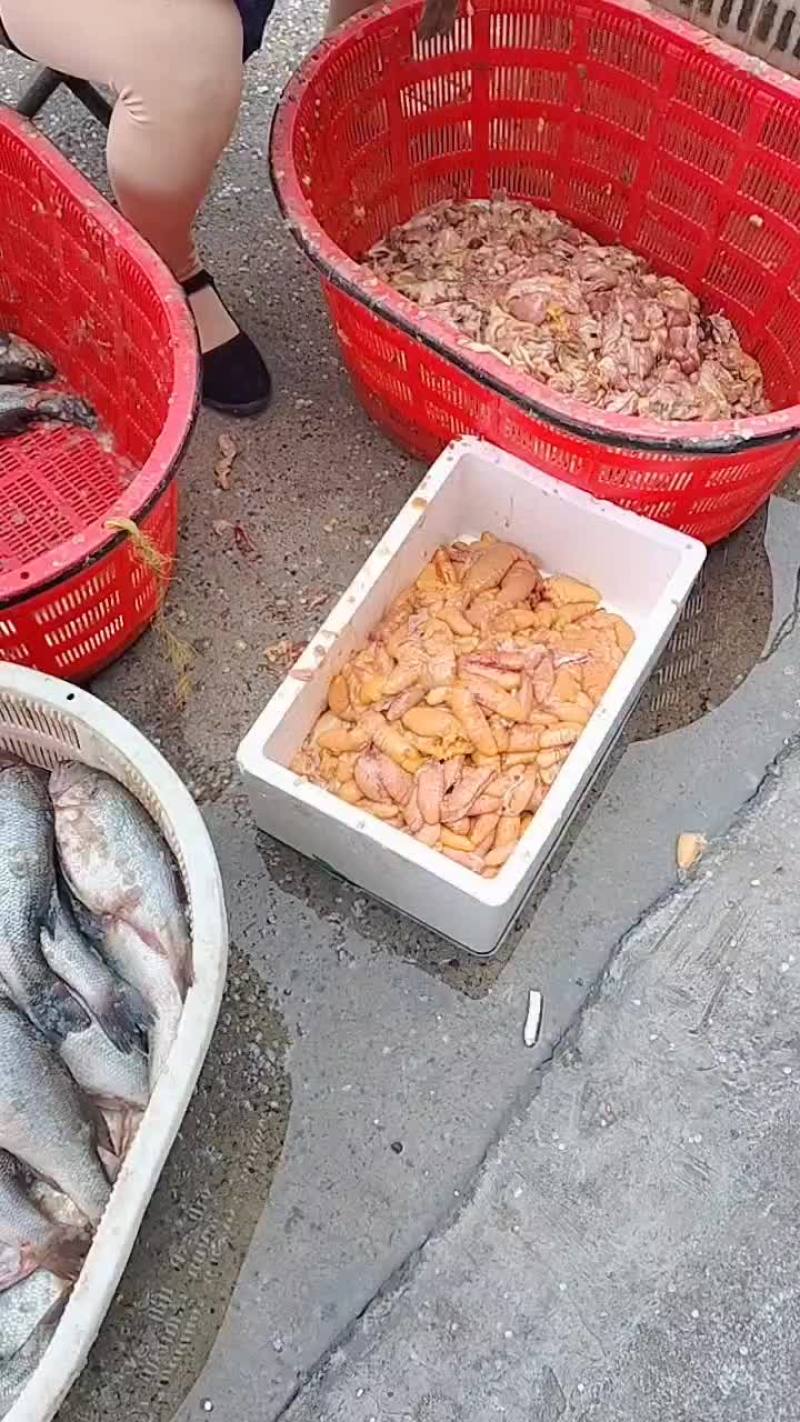 鲈鱼籽