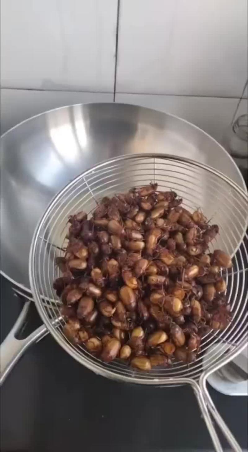 金龟子，瞎碰苍虫，黑创子