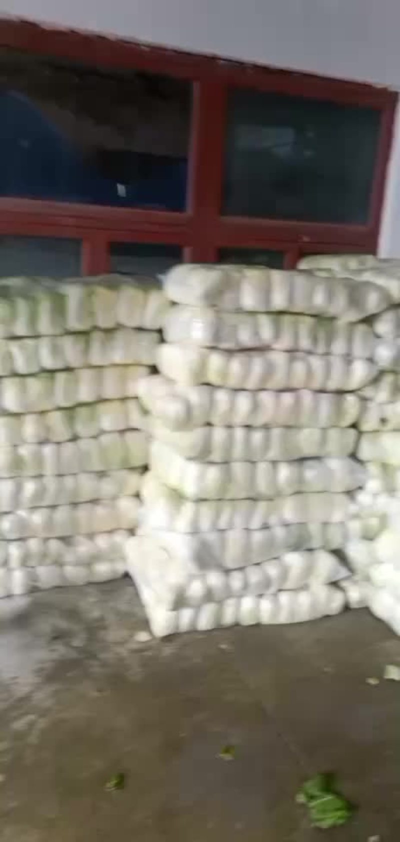 精品大娃娃菜价格美丽要的联系啊