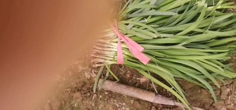 大叶韭菜