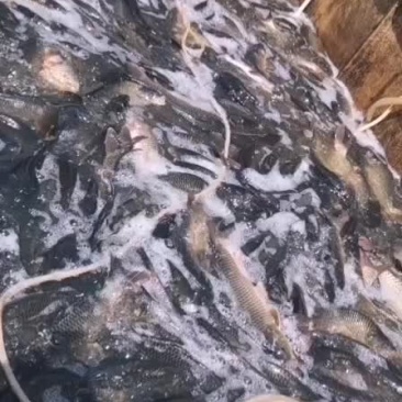 鲜活鲤鱼供应各大食堂