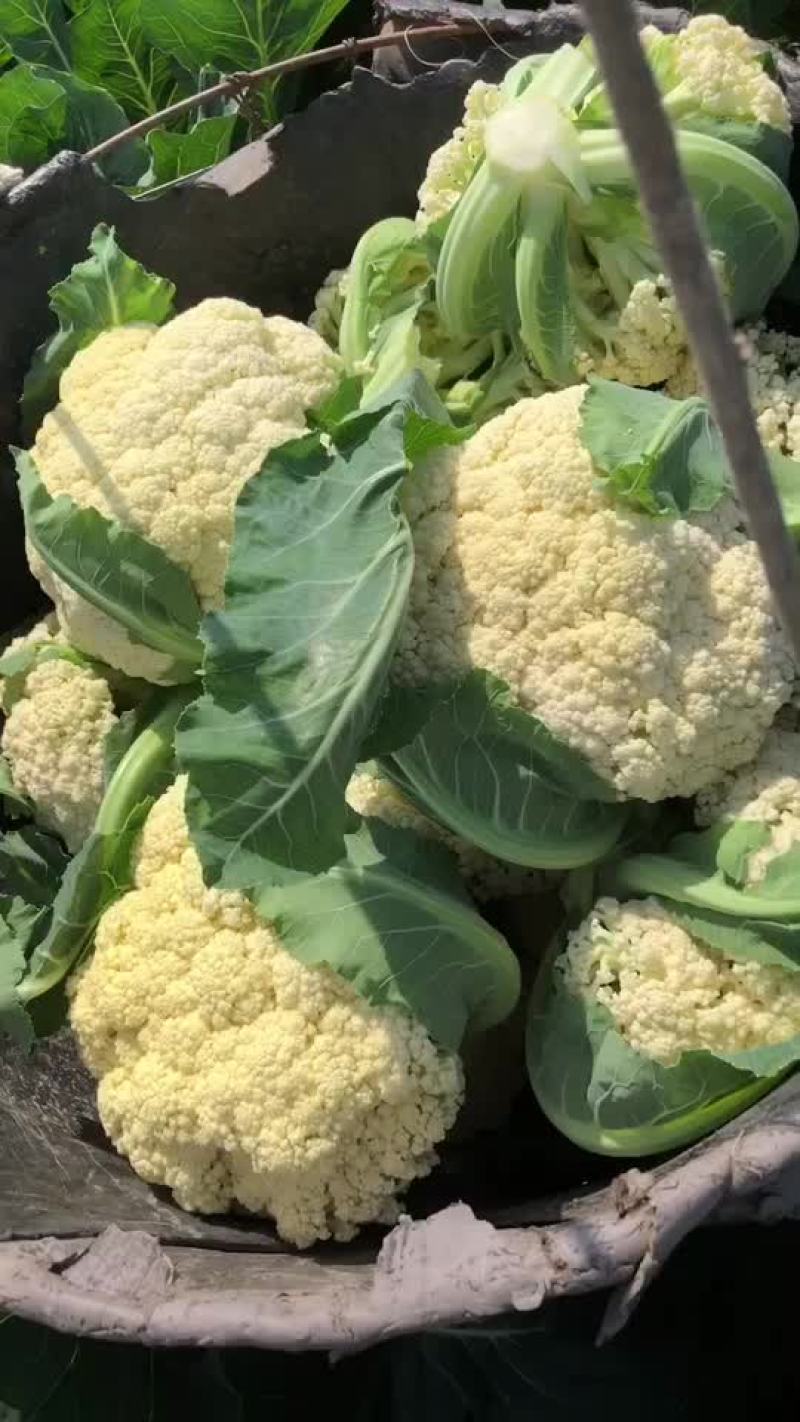 疫情期间数量有限