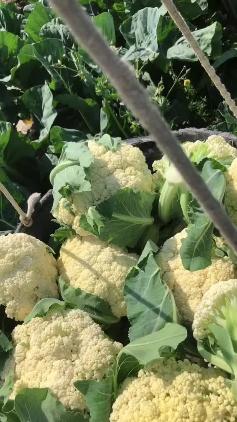 疫情期间数量有限