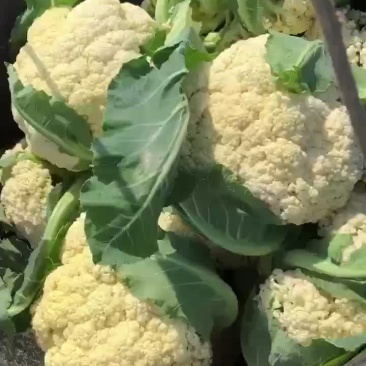疫情期间数量有限