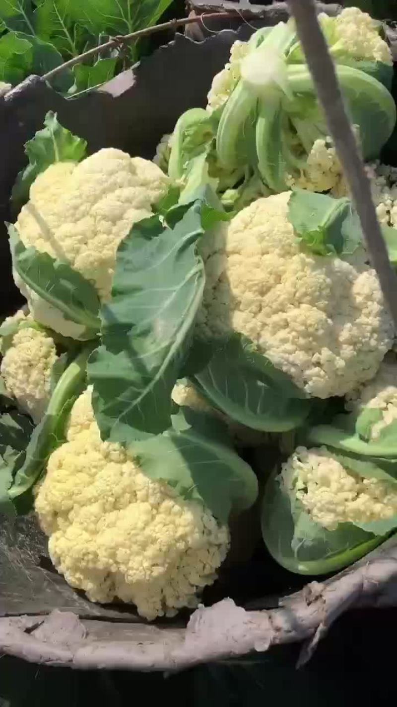 疫情期间数量有限