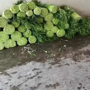 蒜薹