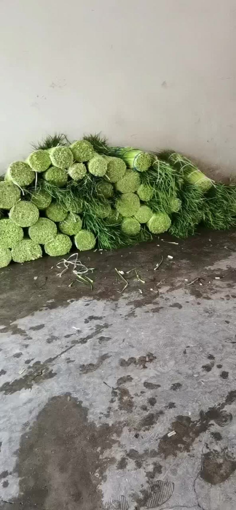 蒜薹