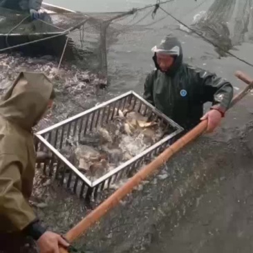 鲫鱼、，，各种规格鱼苗批发