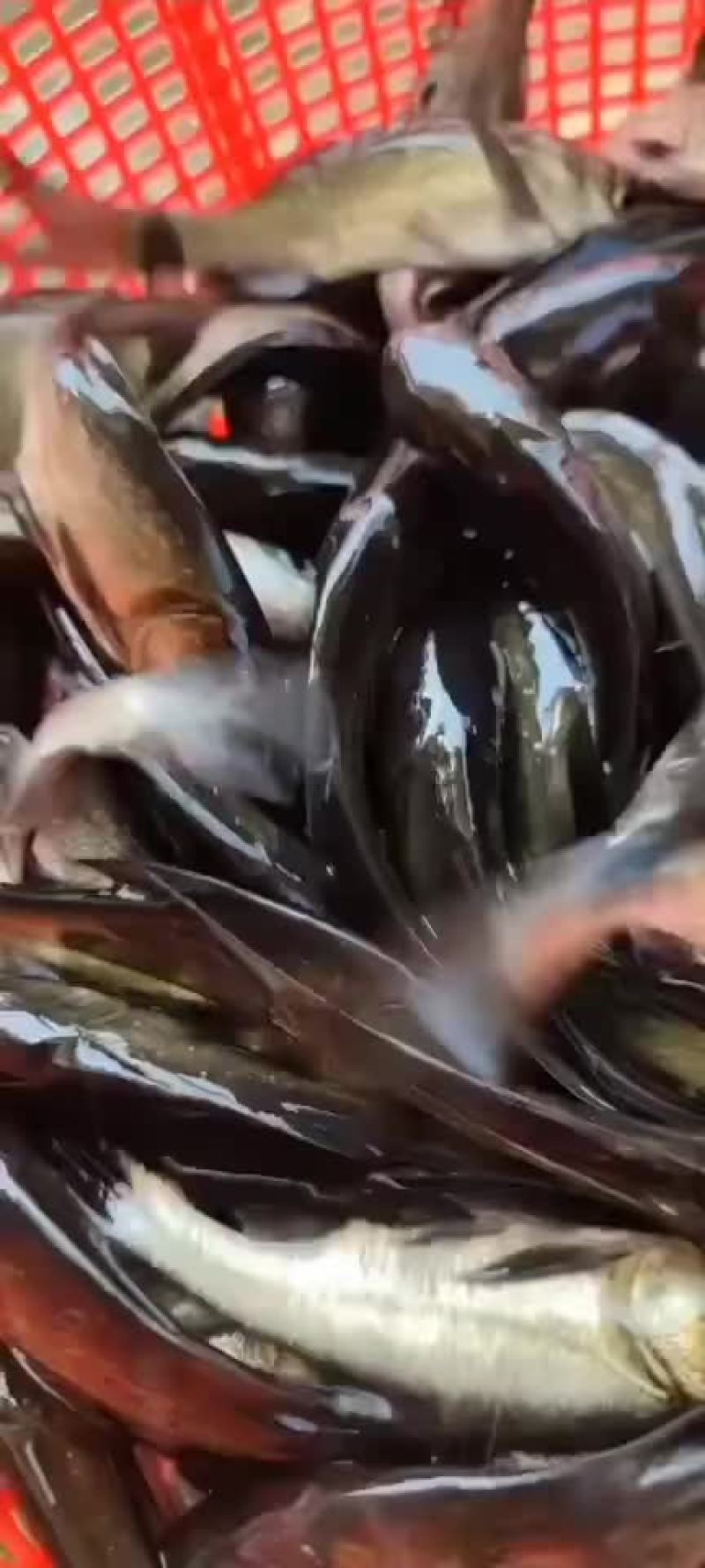 鲫鱼、，，各种规格鱼苗批发