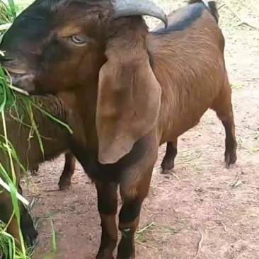 山羊