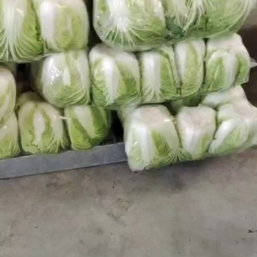 大白菜