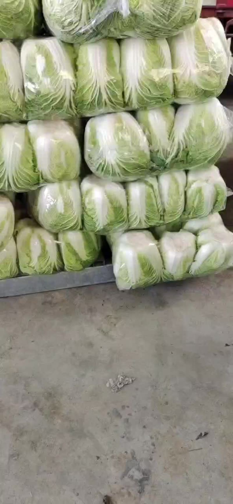大白菜