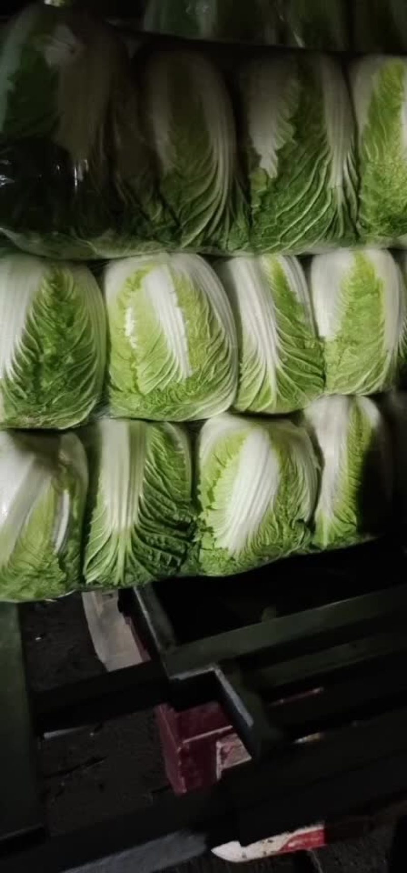 大白菜