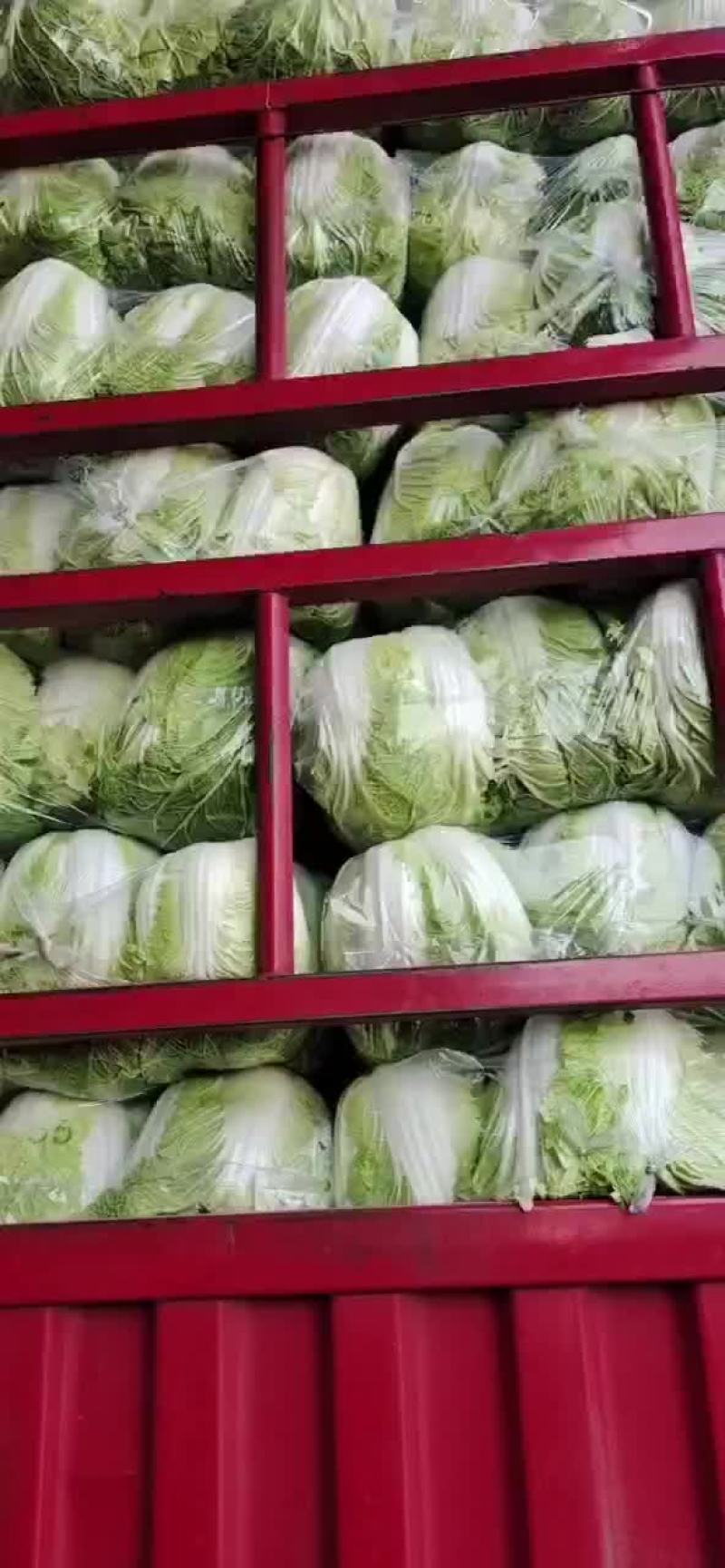 大白菜