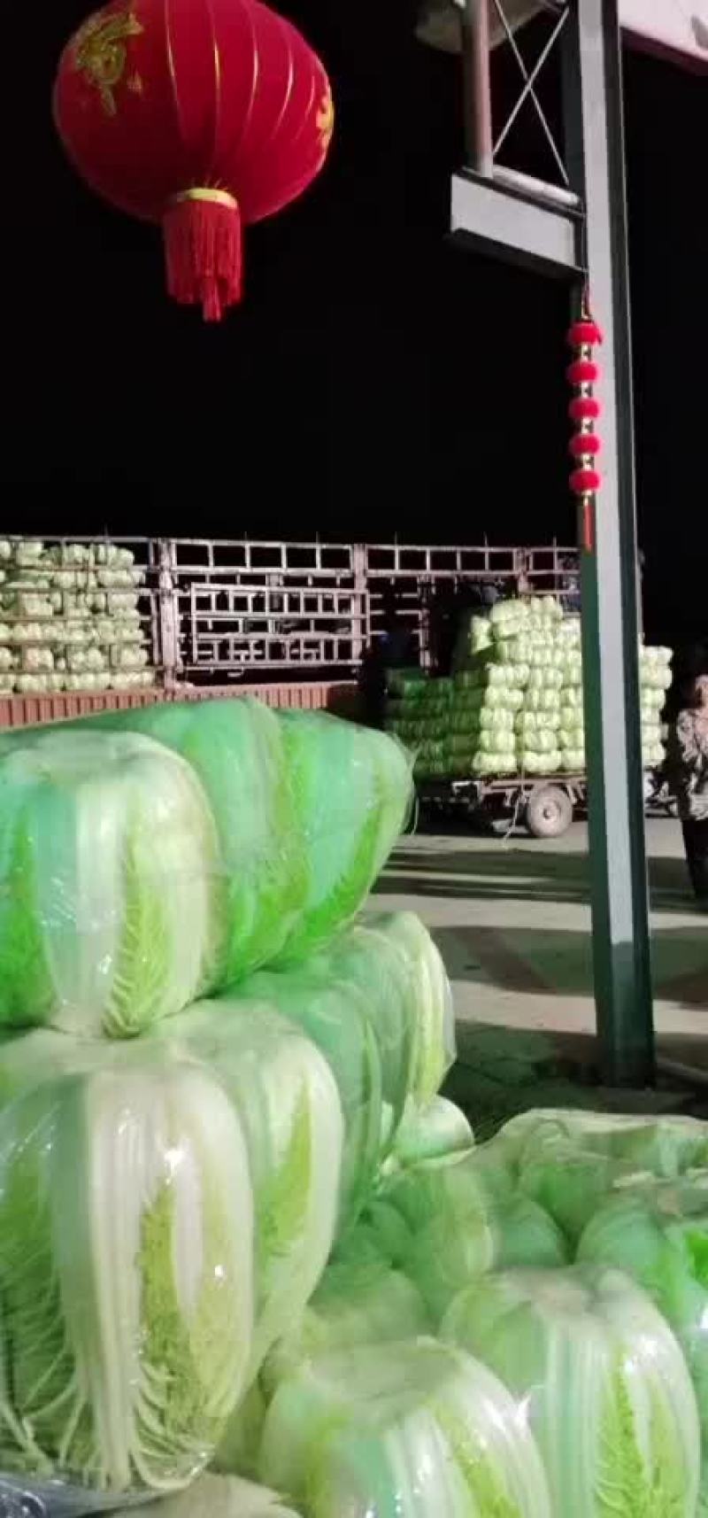 大白菜