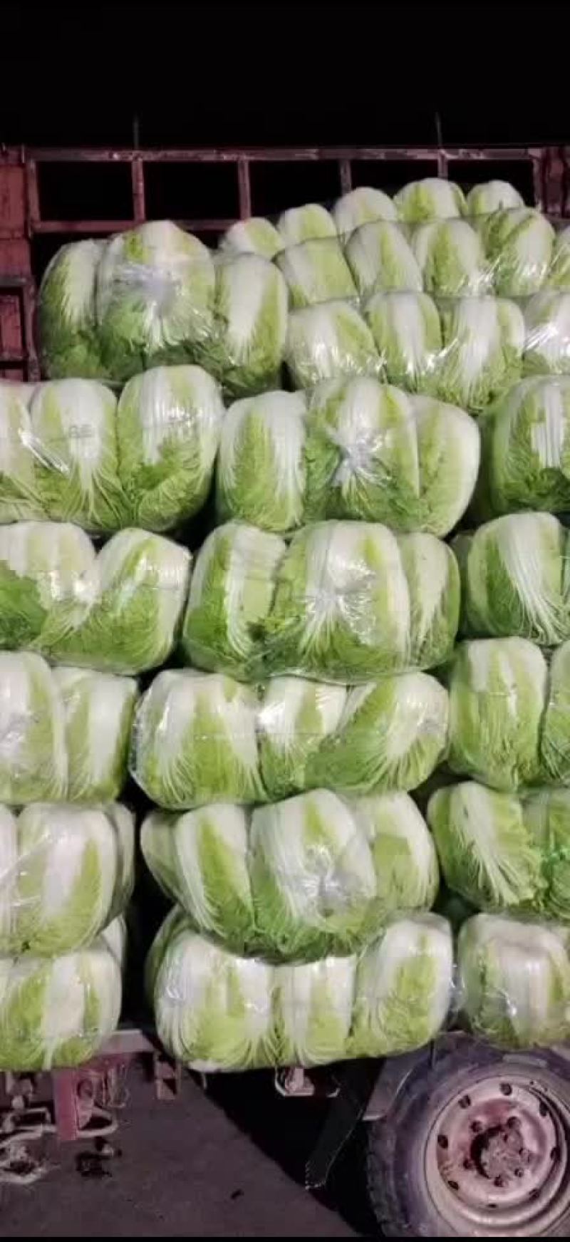 大白菜