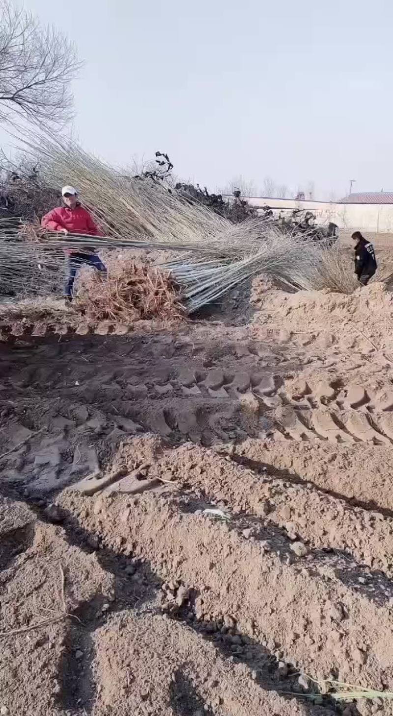 本地一手直发货源