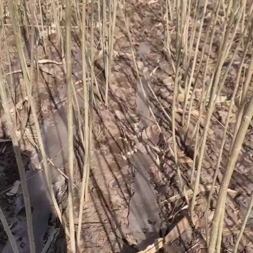 本地一手直发货源