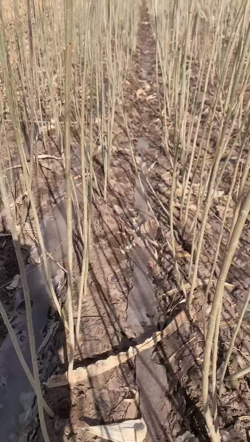 本地一手直发货源