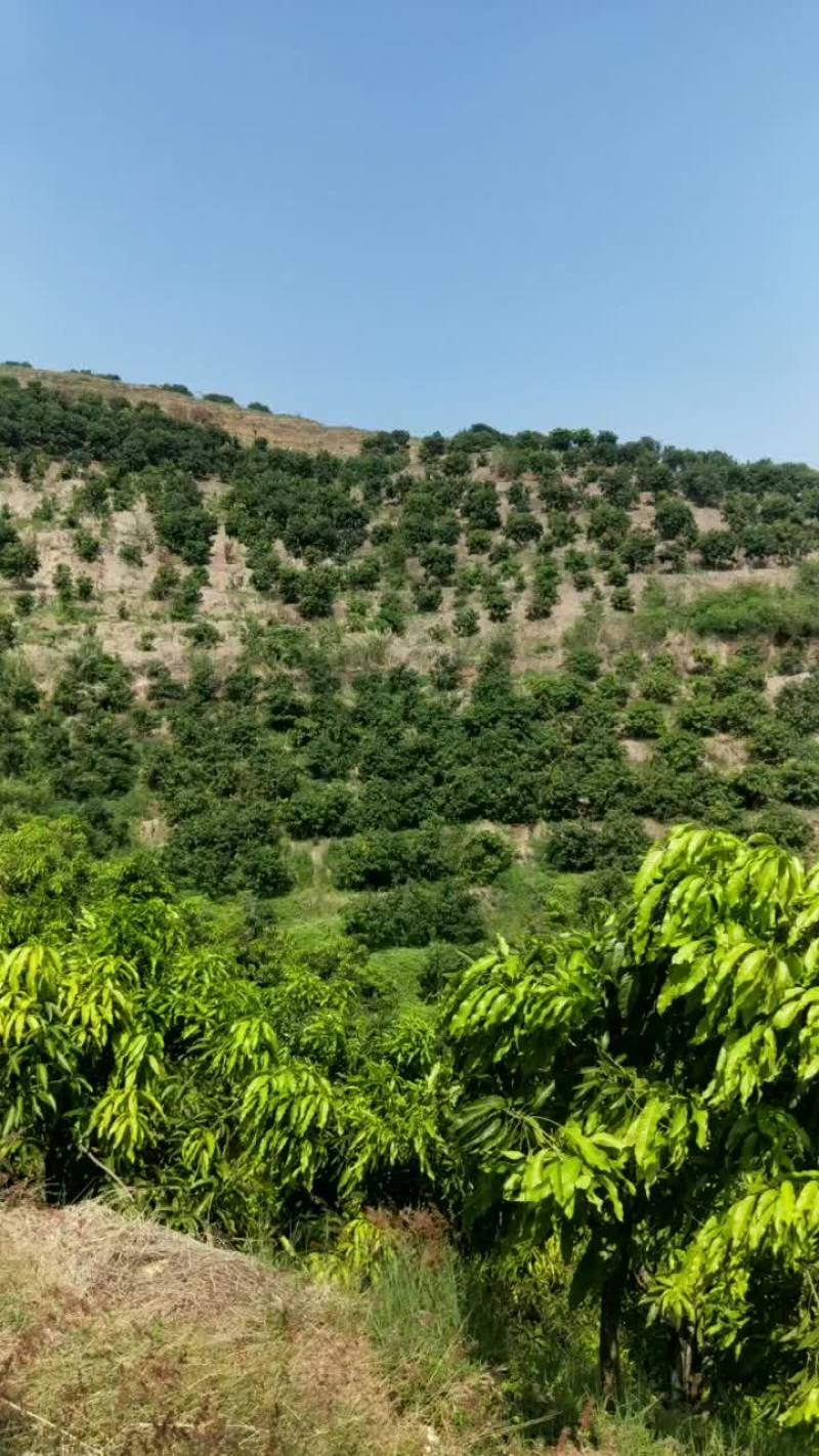 芒果基地转让