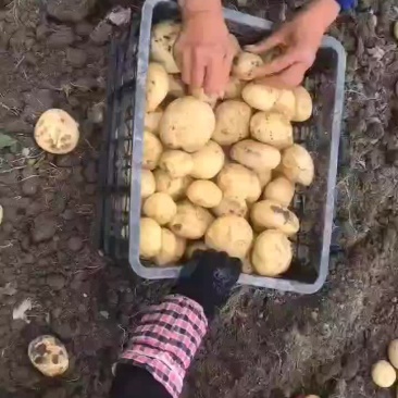 中薯兴嘉