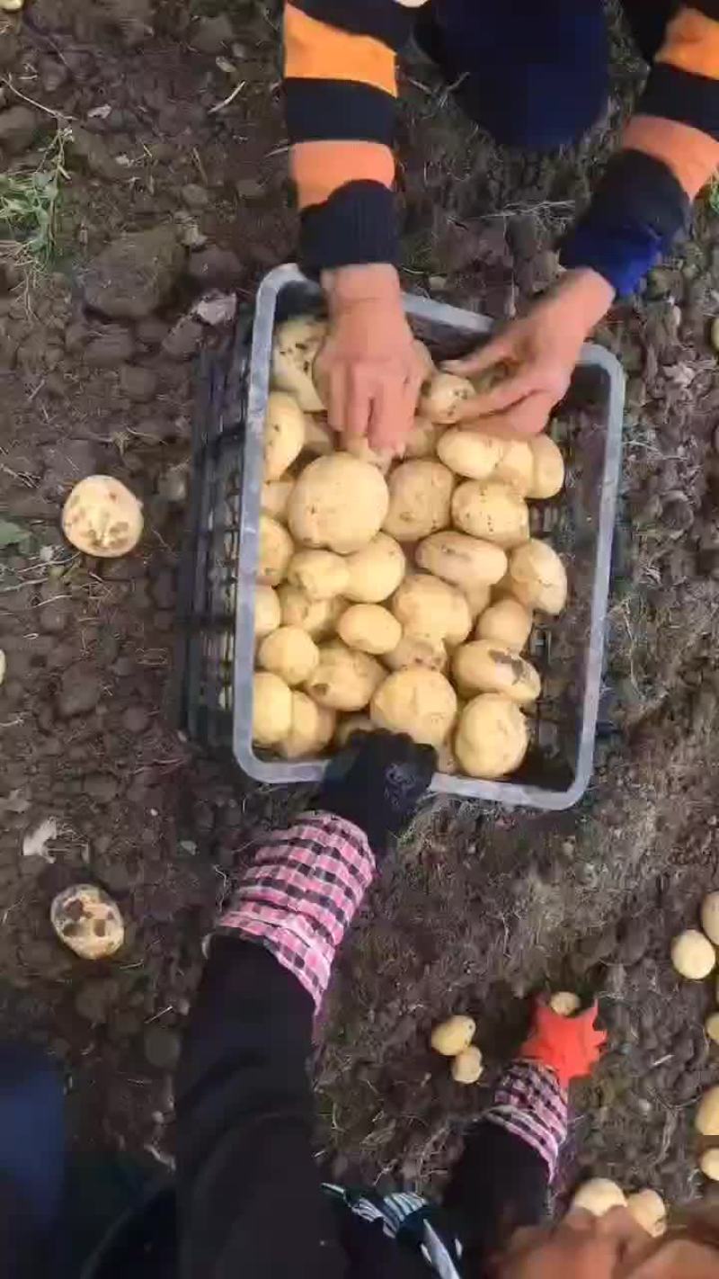 中薯兴嘉