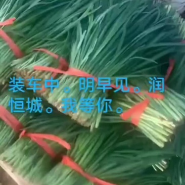 精品韭菜